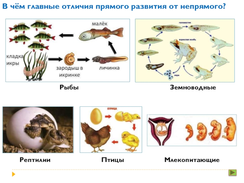 У рыбы прямое или непрямое развитие. Схема прямого и непрямого развития организмов. Тип развития рыб прямое или Непрямое. Прямое и Непрямое размножения животных. Типы развития животных прямое и Непрямое.
