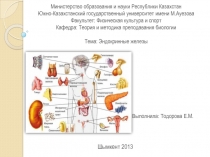 Эндокринные железы 8 класс