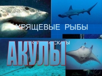 Хрящевые рыбы. Акулы