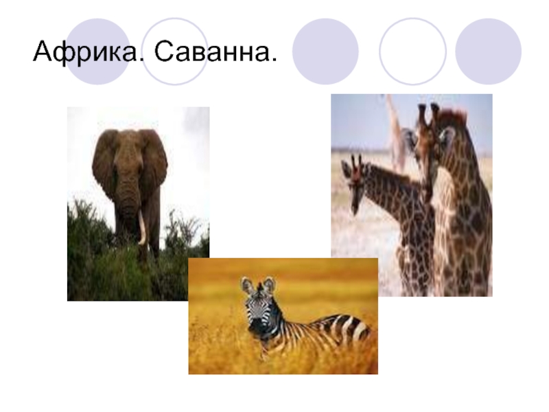 Саванны 2 класс. Саванны Африки. Животные Африки презентация. Африканская Саванна 2 класс презентация школа России. Африка презентация 2 класс по окружающему миру.