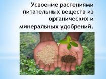 Усвоение растениями питательных веществ из органических и минеральных удобрений