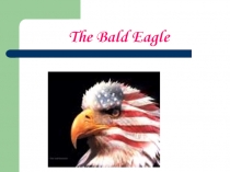 The Bald Eagle 9 класс