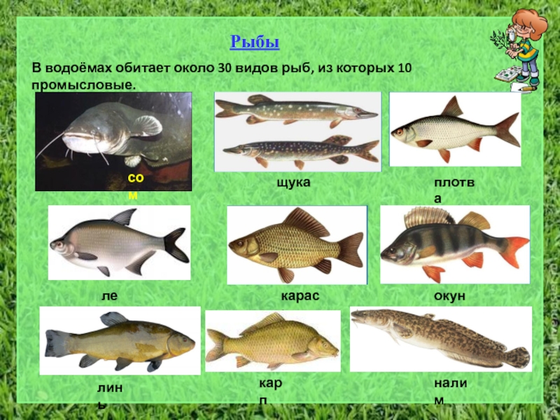 В водоеме обитают разнообразные организмы окунь щука. Рыбы которые водятся в пруду. Рыбы Оренбургской области. Название рыб которые водятся в прудах. Рыбы Оренбургской области названия.
