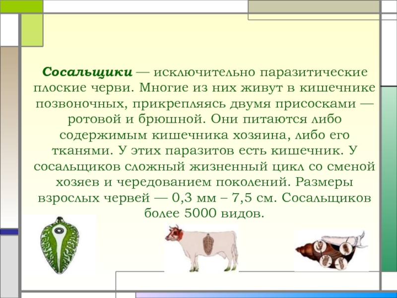 Распространение паразитических форм в животном мире. Половое размножение у червей-паразитов со сменой хозяев происходит:. Системное положение паразитических червей. Основной хозяин печеночного сосальщика таблица.