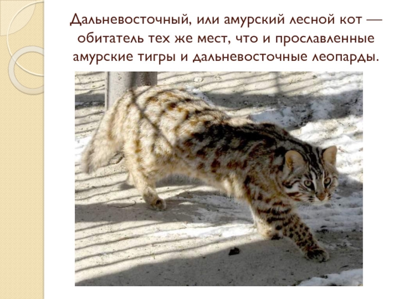 Амурский лесной кот описание