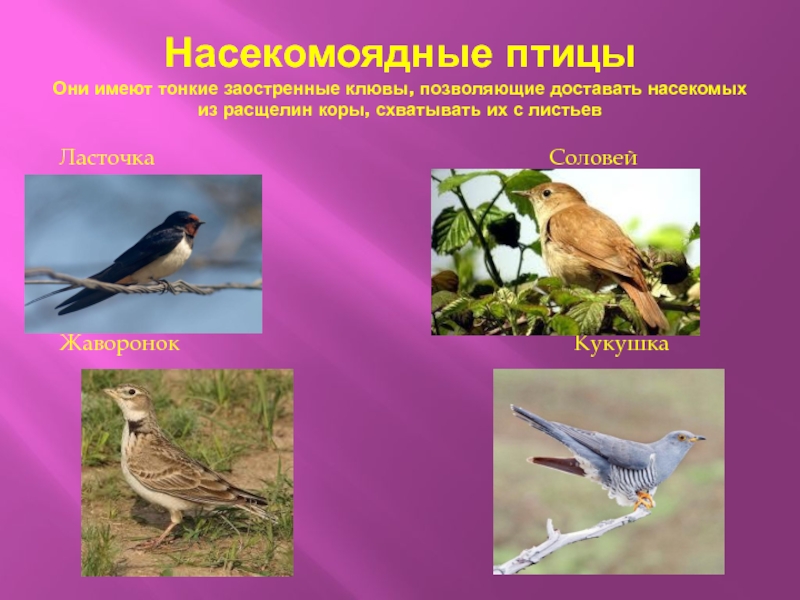 Насекомоядные птицы это. Насекомоядные птицы. Насекомоядные птицы представители. Насекомоядные перелетные птицы. Насекомоядные птицы картинки.