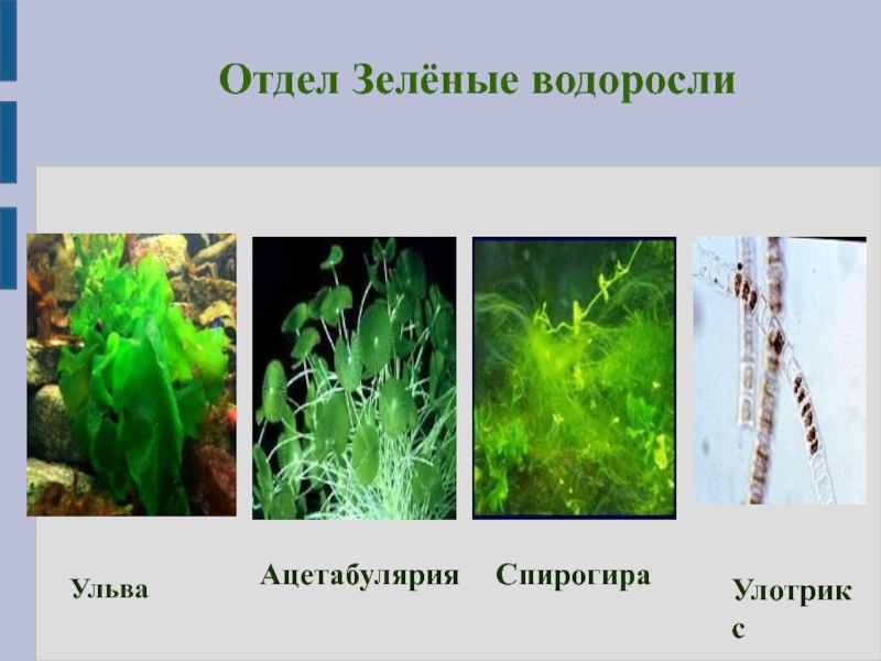 4 отдела водорослей. Ульва спирогира. Улотрикс Ульва. Ацетабулярия зеленые водоросли. Отдел зеленые водоросли спирогира.