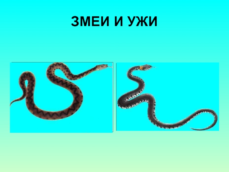 Как отличить змей