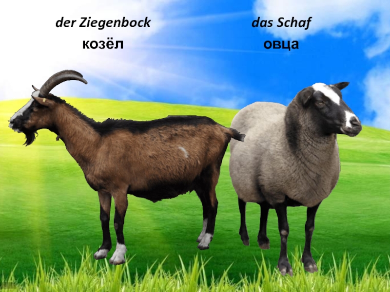 der Ziegenbock козёлdas Schaf овца