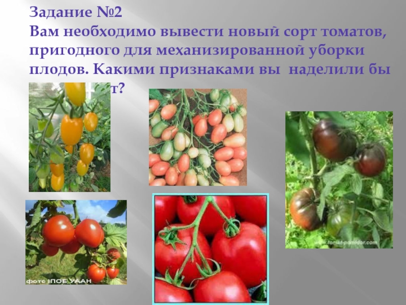 Задание №2 Вам необходимо вывести новый сорт томатов, пригодного для механизированной уборки плодов. Какими признаками вы наделили
