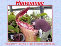 Непентес