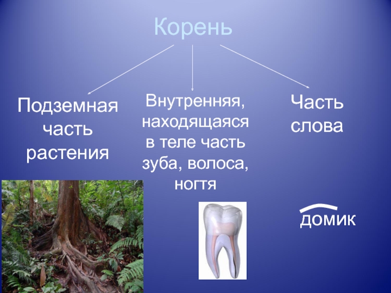 Означающее корень. Корень. Корень многозначное слово. Значение слова корень. Многозначность слова корень.