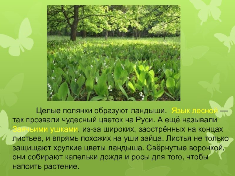 Язык леса. Что означают Ландыши на языке цветов. Значение ландыша на языке цветов. Лесной язык. Цветы сливаясь в целую лесную поляну и образуя.