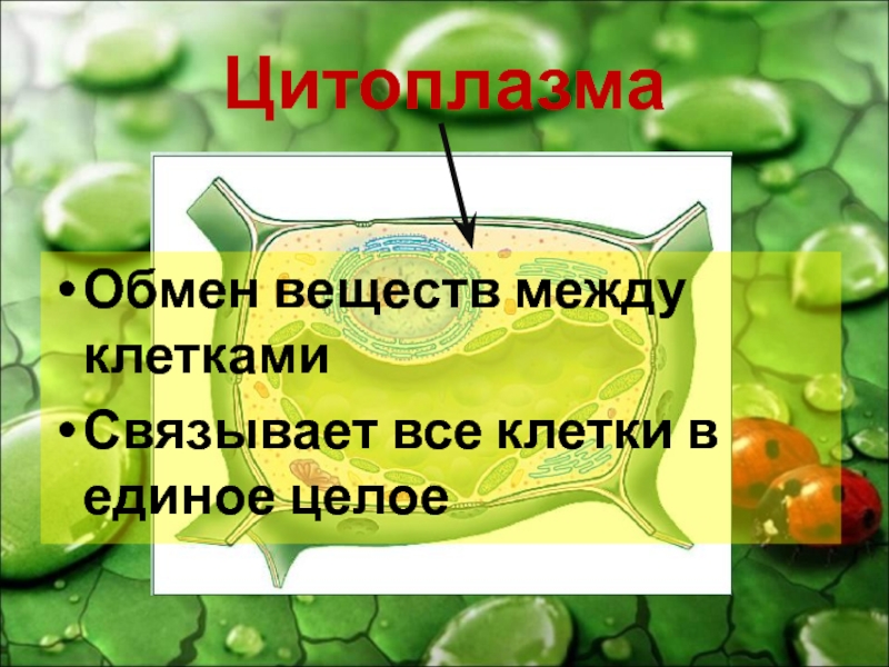 Растительная клетка обмен веществ. Связывает все части клетки в единое целое..