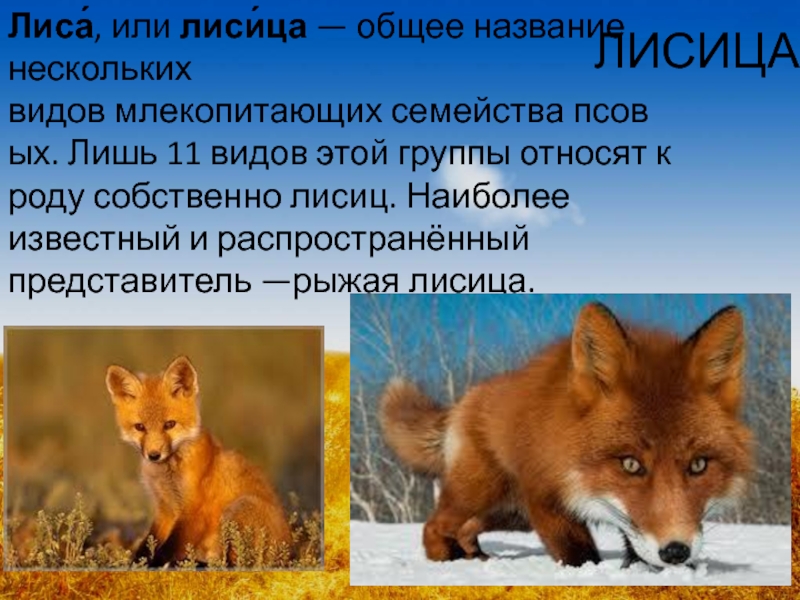 Рыжая лисица падеж. Лиса семейство вид и. Группа к которой относится вид лисы. Доклад о животных поля. Лисица группа млекопитающих.