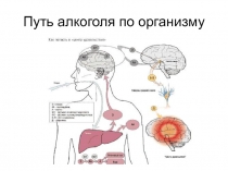 Путь алкоголя по организму