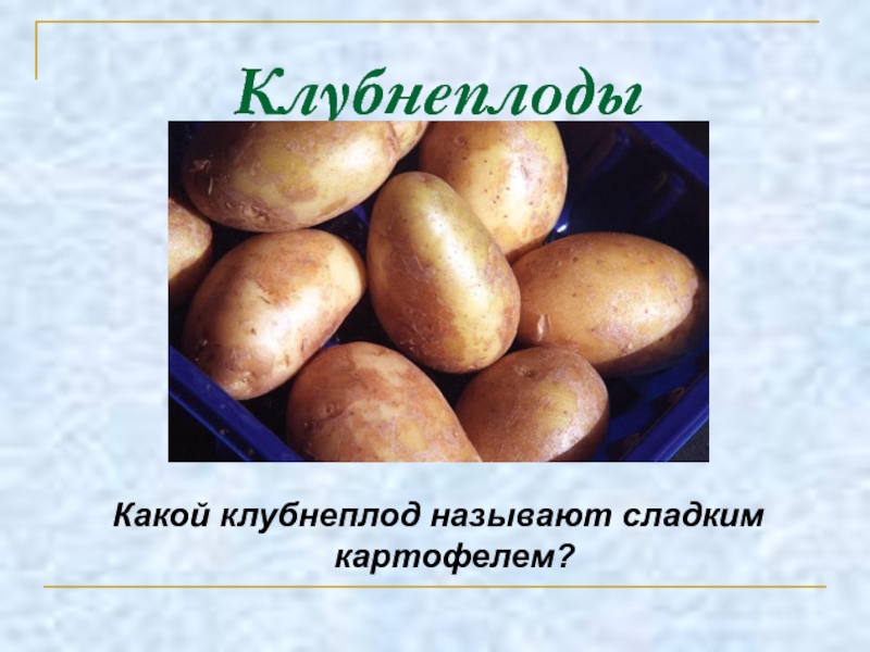 Виды клубнеплодов. Клубнеплоды картофель. Презентация клубнеплоды. Назовите клубнеплоды.