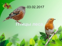 Птицы леса 8 класс