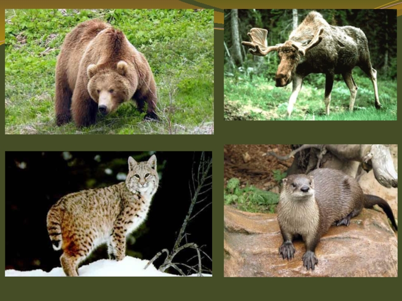 Какие животные в зоне широколиственных лесов