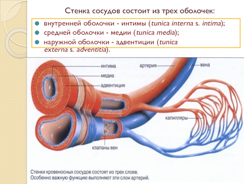 План строения кровеносных сосудов