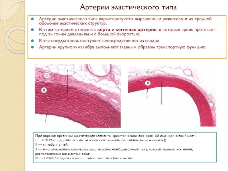 Артерия эластического типа схема