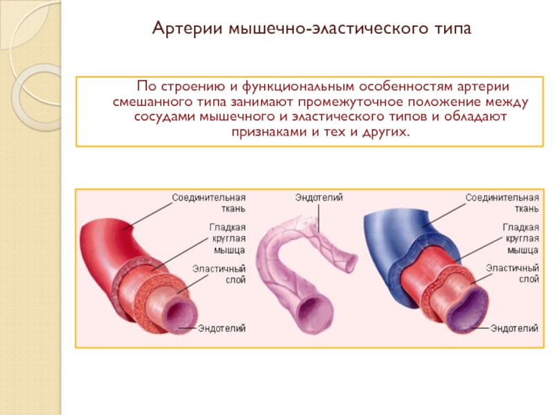 Артерии мышечно-эластического типа. Артерии эластического типа характеристика.
