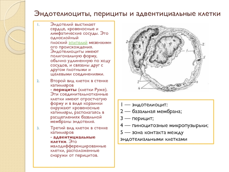 Клетки капилляров. Адвентициальные клетки капилляров. Эндотелиоциты, перициты и адвентициальные клетки. Перициты строение. Эндотелиоциты строение.