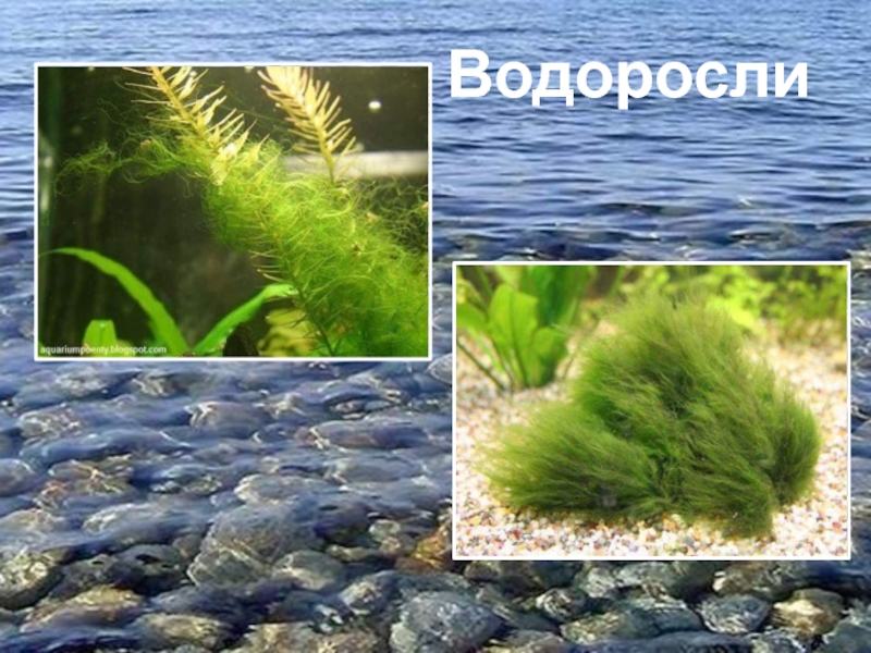Пресноводные водоросли названия и фото