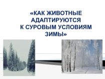 Как животные адаптируются к суровым условиям зимы