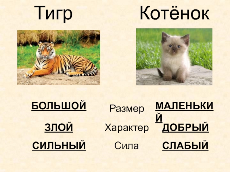 Даны слова котенок. Тигр и котенок. Имя для тигра. Имена для котов. Кот тигр зовут.