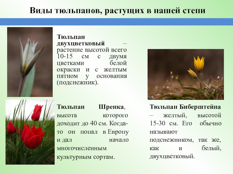 Факты о тюльпанах. Степной тюльпан Биберштейна. Тюльпан Биберштейна в Калмыкии. Тюльпаны Шренка и Биберштейна. Тюльпан Биберштейна белый.