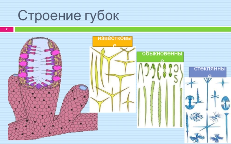 Зарисуйте схему строения губки подпишите основные части опишите особенности внешнего строения губки