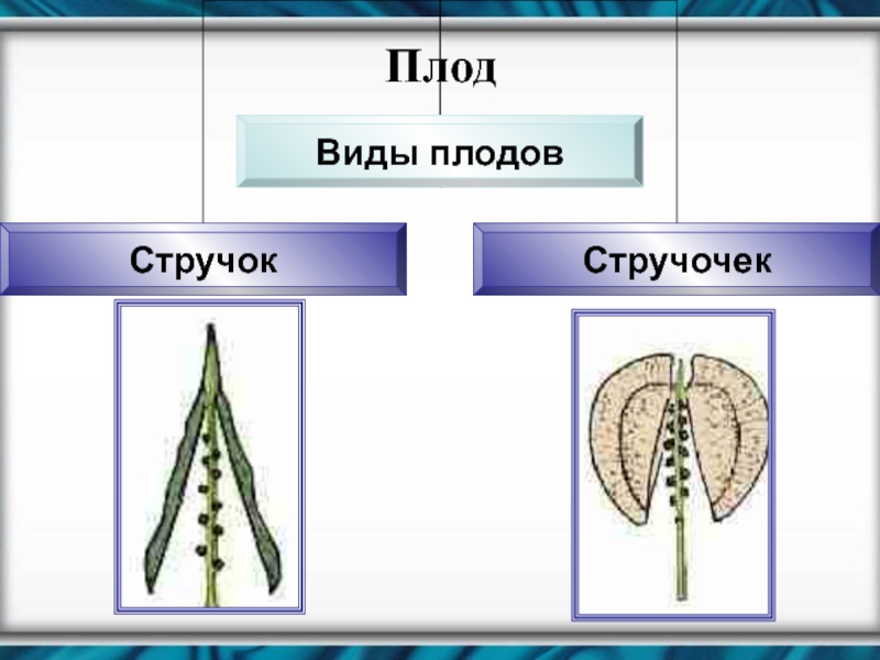 Плод семейства крестоцветных