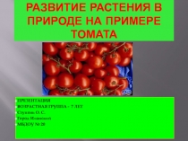 Развитие растения в природе на примере ТОМАТА