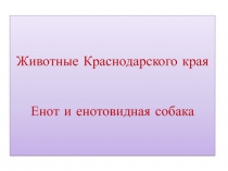 Животные Краснодарского края. Енот и енотовидная собака 1 класс