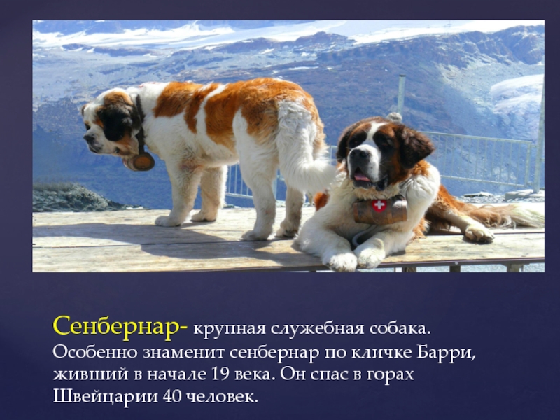 Сенбернар- крупная служебная собака. Особенно знаменит сенбернар по кличке Барри, живший в начале 19 века. Он спас