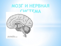 Мозг и нервная система