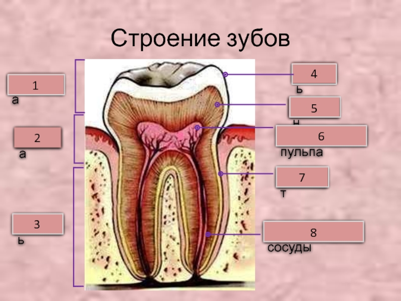 Строение зуба человека фото