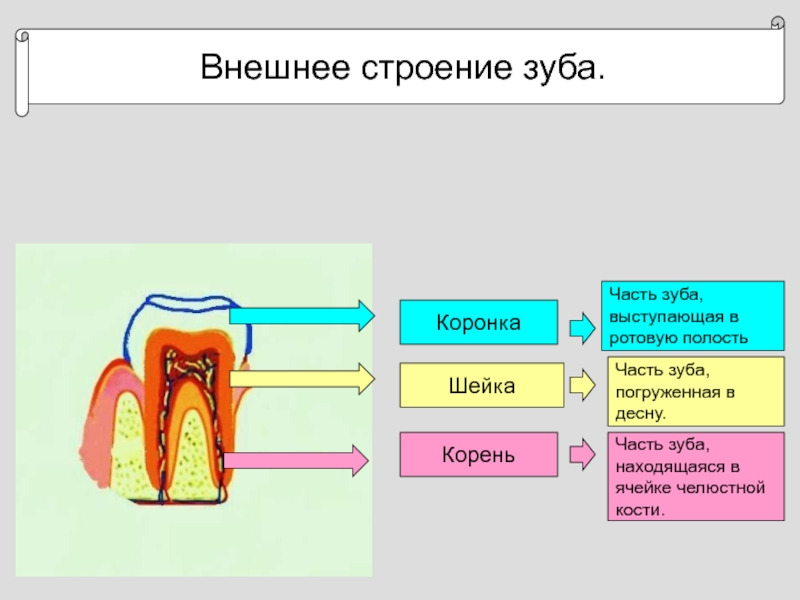 Внешнее строение зуба.КоронкаШейкаКореньЧасть зуба, выступающая вротовую полостьЧасть зуба,погруженная в десну.Часть зуба,находящаяся вячейке челюстнойкости.