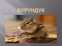 Бурундук 4 класс