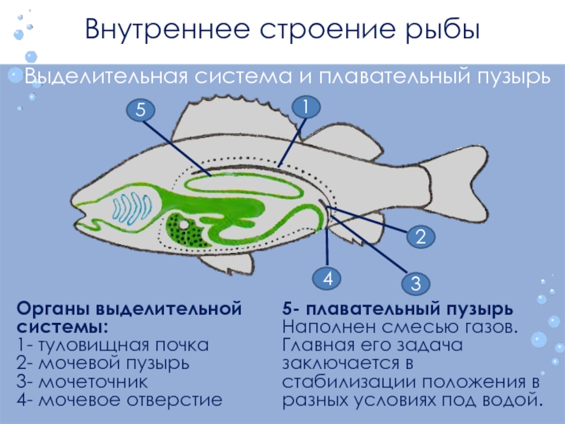 Внутреннее строение щуки. Строение выделительной системы рыб 7 класс биология. Внутреннее строение рыбы выделительная система. Строение выделительной системы рыб. Выделительная система рыб 7 класс биология.