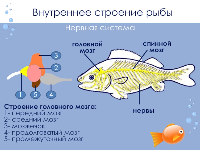 Какие системы органов у рыб. Нервная система костных рыб схема. Нервная система рыб 7 класс биология. Нервная система рыб 7 класс биология таблица. Строение нервной системы костных рыб.