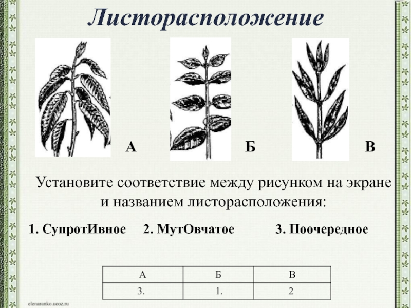 Установите соответствие между рисунком. Листорасположение листьев вишни. Типы листорасположения у растений. Вишня листорасположение. Расположение листа вишни.