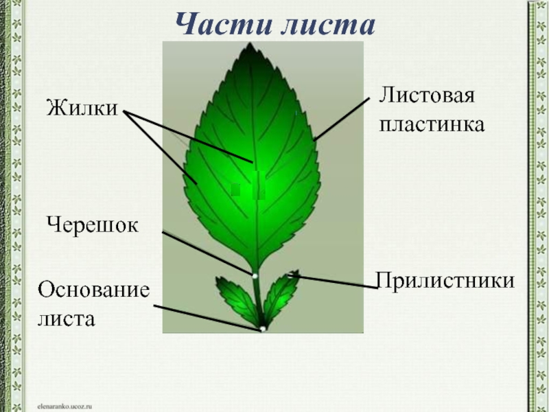 Листок правило. Черешок прелисник Лестовая плостинка. Прилистники черешок основание листа. Черешок прилистники листовая пластинка. Черешок листовая пластина прилистники.