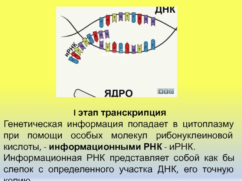 Проект на тему днк и наследственная информация