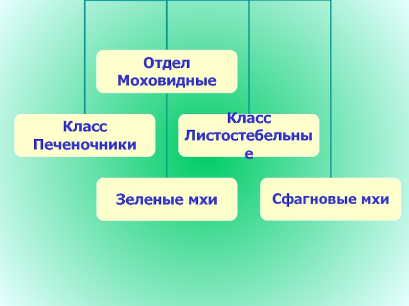 Особенности отдела моховидные