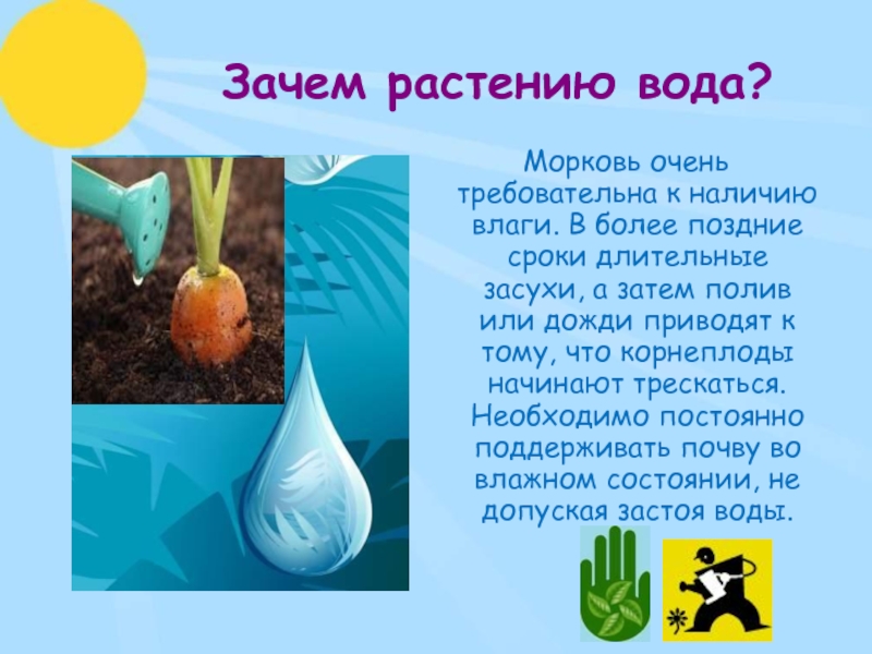 В пресной воде морковь что произойдет. Зачем растениям вода. Зачем растениям нужна вода. Почему растениям нужна вода. Необходимость воды для растений.