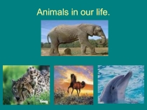 Animals in our life