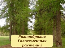 Разнообразие Голосеменных  растений  6 класс