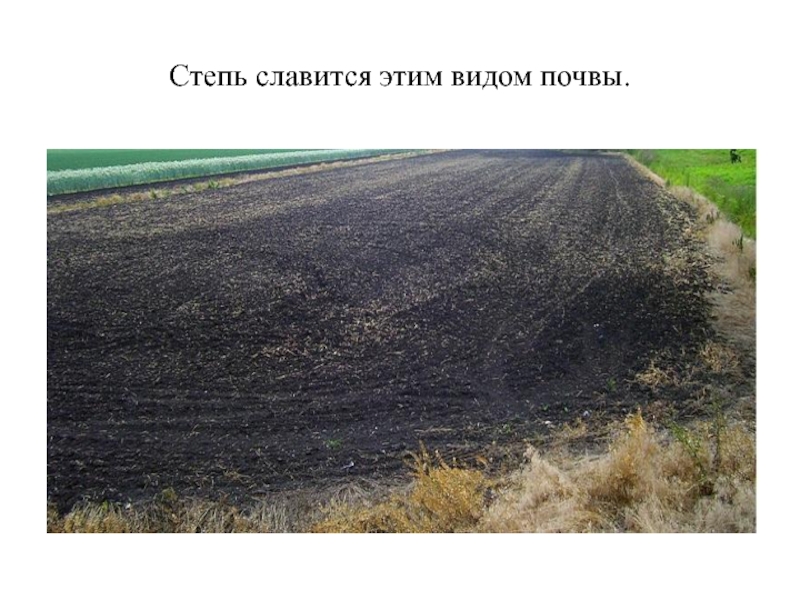Какой тип почвы в степной зоне. Почвы степи. Степная почва. Степи с черноземными почвами. Почвы степи в России.